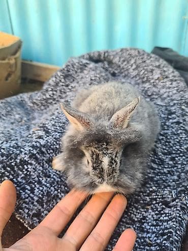 Digər heyvanlar: Karlik bala dovsanlar ag sari anqor aslanbas karlikler 20-25azn boz — 2