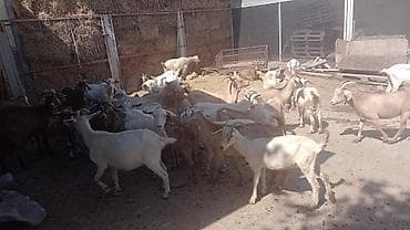 теке: Ağ keçilər Sənan və Alpin qarışığıdır. Kariçnivilər sənan və hələb — 4