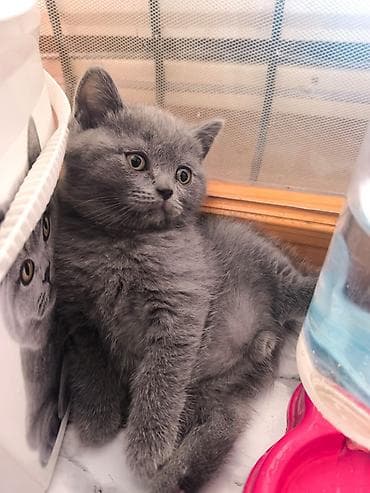 heyvan pişik: Şotland, Erkək, Dişi, Ünvandan götürmə, Pulsuz çatdırılma, Ödənişli çatdırılma — 1