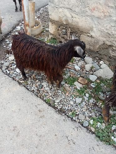 kilo ver чай: Qoyun/keçi kəsimi və təzə ət - Təsərrüfatda bəslənmiş yerli — 6