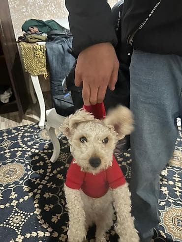 canavara oxsayan it: Pudel, 6 ay, Dişi — 4