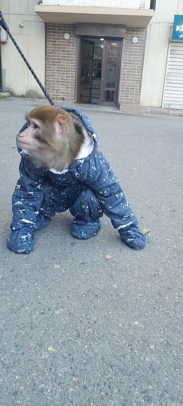 животные в добрые руки: Tayson adlı meymun satılır. Ağıllışirindi. Kim isdəsə yazsın — 10