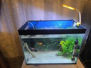homm bitkisel az: Akvarium 40 sm uzunluğu 21 sm eni 30 sm hündüründə. 1 aydır alınıb — 4