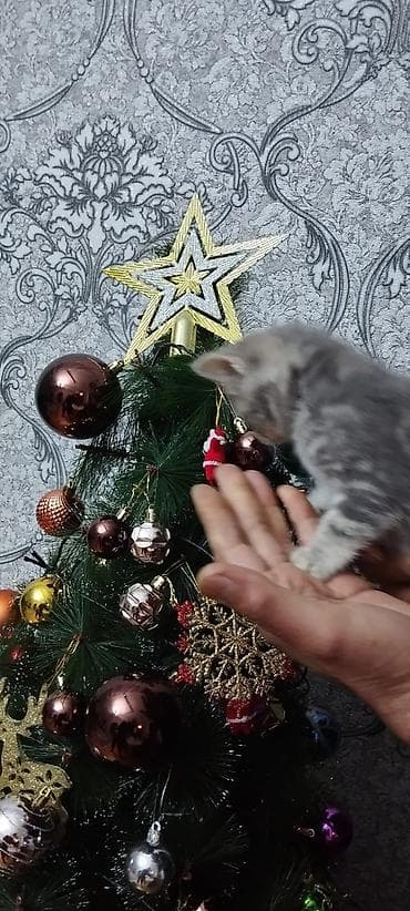 Digər heyvanlar: Britan — 10