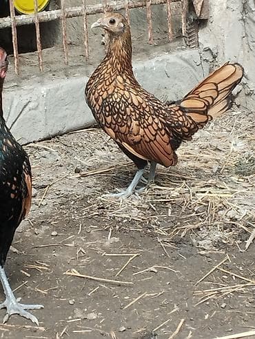 heyvan hekimi: Dovşanlar Erkey dişi cütü 20 aze ünvan salyan Şirvan ada göndərməyə — 3