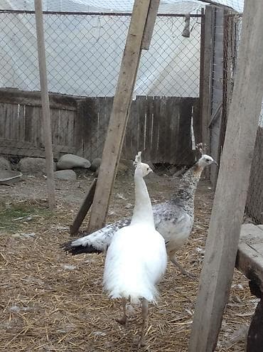 iney satışı: Salam aleykum. şəkildə gördüyünüz tovuzquşu cütü satılır. fərq — 1