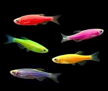 haski bala: Akvaryum üçün “Tam Başlanğıc Dəsti” – evdə balıq saxlamağa başlamaq — 3