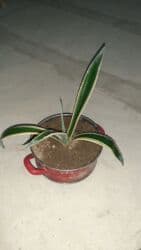 pul seyfi: Aloyavera otag bitgisi boyuyende daha bunanda gozel olur — 3