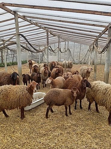 bala qazlar: Dişi, Qala, il: 1, 50 kq, Damazlıq, Ünvandan götürmə — 4