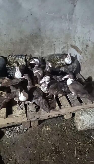 kayuqa ördək: Məhsul: ağ-qara və qəhvəyi-ağ rəng çalarlarında muskovi ördəklər — 8