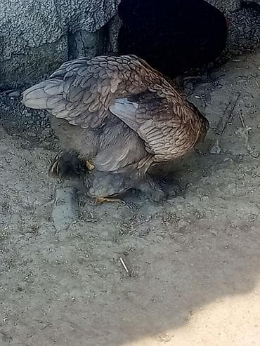 Boz rəng çalarında, lələkləri sıx və parlaq olan toyuq. Gövdə iri