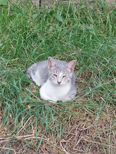 отдам кошку в хорошие руки: В добрые руки — 14