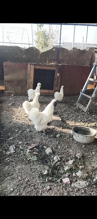 ördək balası və cücə: Ponpon yumurtası satılır Super çıxış verir 2.50 real alıcıya endirim — 3