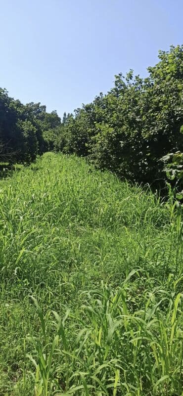 20ci sahe kiraye ev: 100 sot, Biznes üçün, Barter mümkündür, Kupça (Çıxarış) — 8