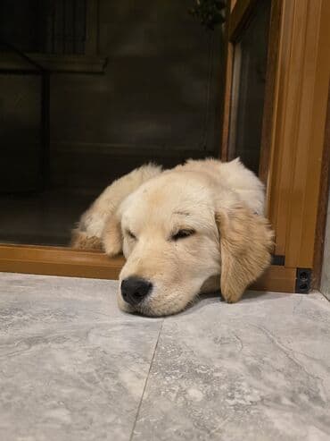 Retriever, Peyvəndli