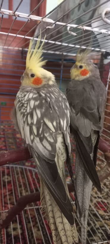 Salam.Tam saglam 8ayliq. 4 eded var Isteyen buyursun cutunu alana