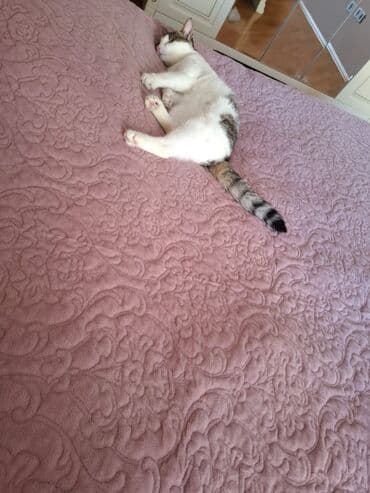 pişik sumkası: Yaxşı əllərə — 4