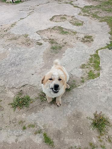 taksa iti satilir: 9 ay, Erkek, Peyvəndli, Ödənişli çatdırılma — 5