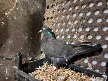 Pişiklər: Məhsul: Ev göyərçinləri (bir neçə fərqli rəngdə) Təsvir: - Şəkillərdə — 3