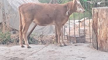 kanada sortu hinduşka: Danışarıq dana satılır — 1