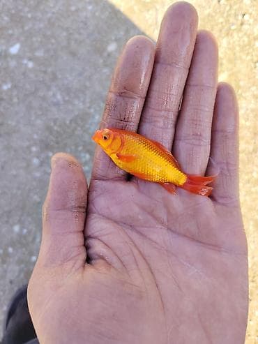 su qabı: Qızıl balıq, Sülhsevər, Ünvandan götürmə — 4