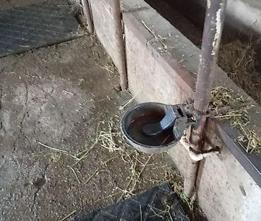 mal bazari az: 8 ededir 2 nci əl Maldarlıq üçün avtomatik içmə qabı (samanlıq/ferma — 1