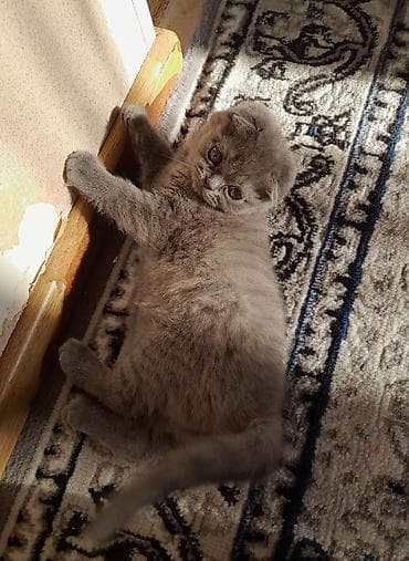 it pişik: Şotland yastı qulaq — 5