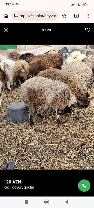 Akvariumlar: Salam qoyun yani balali 3 gündür dogub birinci balasidir saglam aktiv — 5