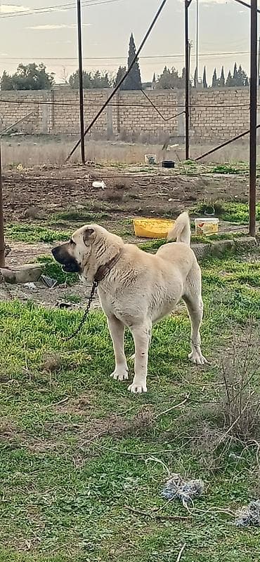 dog argentin: Kanqal, 2 il, Erkek — 3