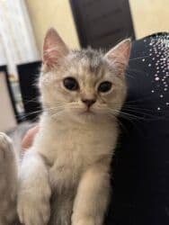 bala pişik satışı: Dişi, Yaxşı əllərə, Ünvandan götürmə, Pulsuz çatdırılma — 5