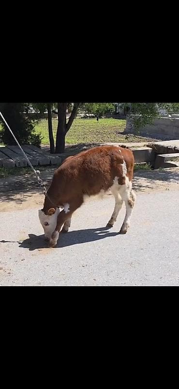 tagiyev qesebesi inek buzov: Cins: Qəhvəyi-ağ rəngdə, simmental tipli dana Növ: Erkək (şahkulu — 6