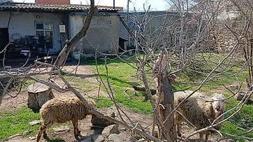 savalanda torpaq satilir: Tikinti — 2