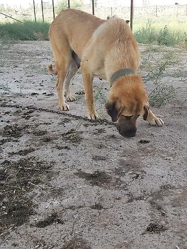 pes alım satım: Diwi kurseye az qalib. baxa bilmirem deye deyerinnen ucuz — 3