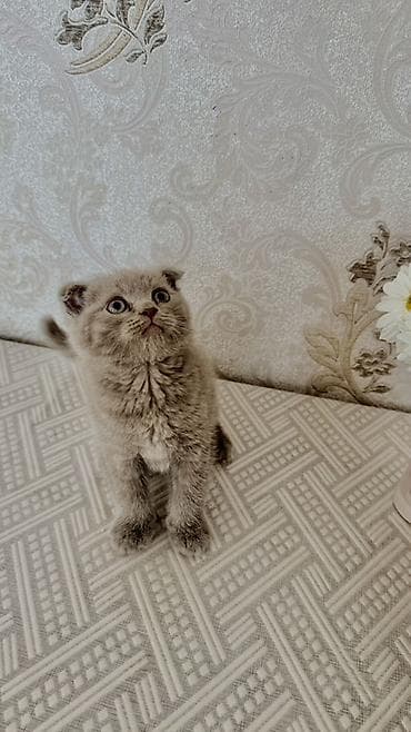 keci balası: Şotland yastı qulaq, Dişi — 2