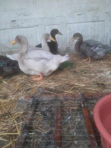 sort qazlar: Qazlar satılır - Növ: Ev qazı (ağ və boz rəngli fərdlər) - Say — 6