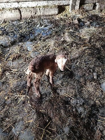 Qızılı-qəhvəyi yunlu quzu erkək - Növ: qoyun/quzu - Rəng