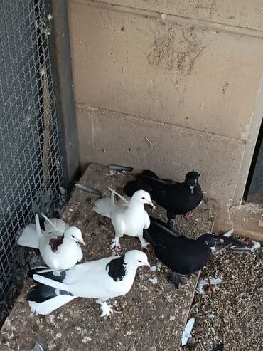 dəvəquşu yumurtası qiyməti: Şəkillərin hamısına baxın. hər cinsdə quşlar satılır . qiymət biri — 13