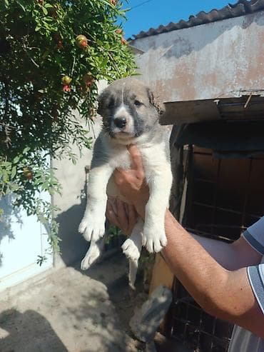 bala it: Qafqaz çoban iti, 2 ay, Erkek, Peyvəndli, Rayonlara çatdırılma — 9