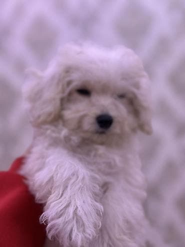 kangal iti qiymeti: Pudel, 2 ay, Erkek, Sənədli, Ünvandan götürmə, Ödənişli çatdırılma — 4