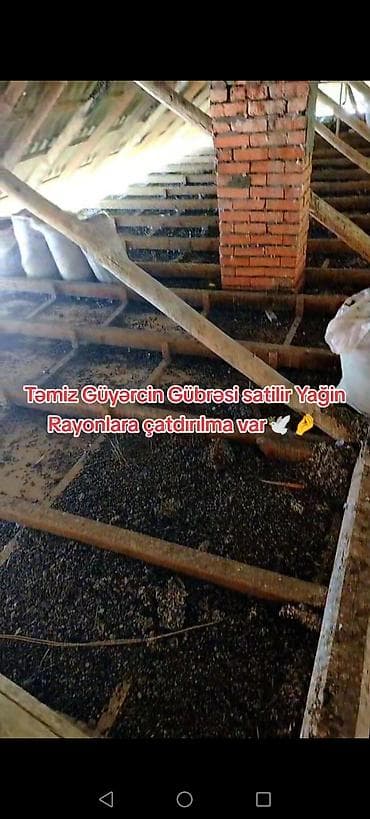 otaq bitkiləri: Məhsul: Təmiz göyərçin gübrəsi Təsvir: - Təbii, qidalı orqanik gübrə — 3