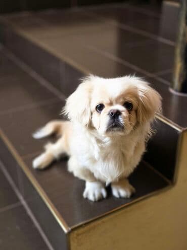 satılan itler: Pekines — 7