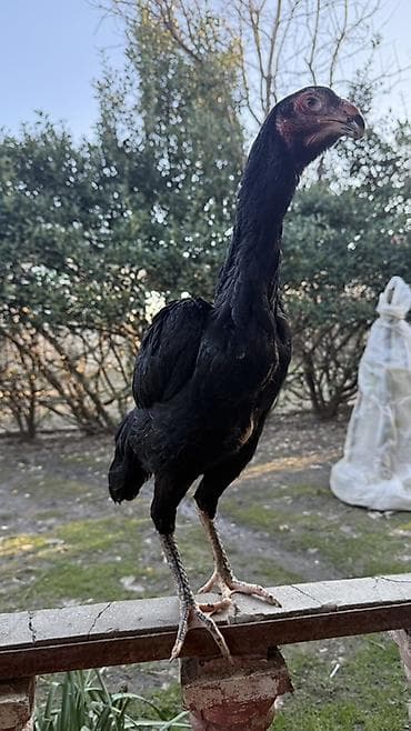 Dovşanlar: Toyuq, Damazlıq — 3