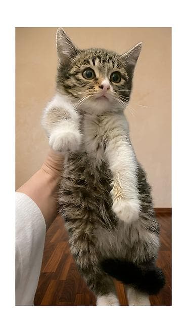 Digər heyvanlar: Dişi, Yaxşı əllərə — 2