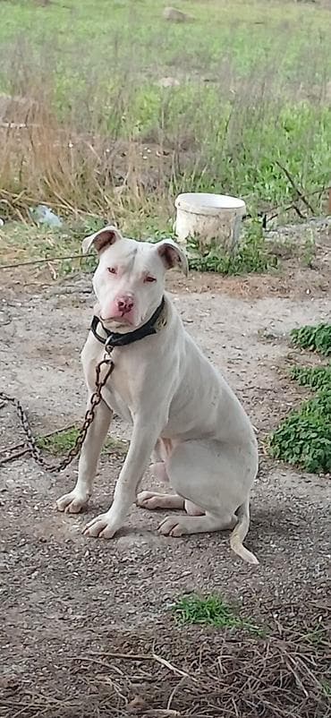 kaski itleri: Pitbul, 10 ay, Erkek, Peyvəndli, Ödənişli çatdırılma — 4