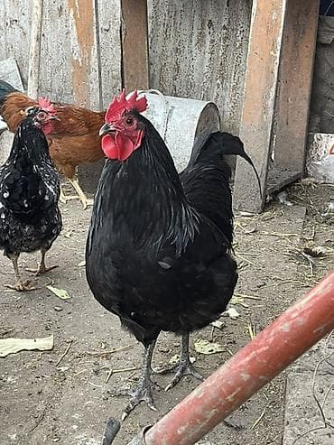 Qara rəngli xoruz - Tam qara lələklər, parlaq tüklü bədən - Qırmızı