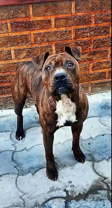 itlər balaca: Pitbul, 2 il, Dişi, Peyvəndli, Ödənişli çatdırılma — 3