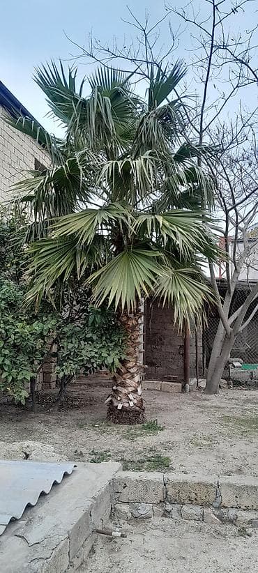 ev ağacı: Dekorativ palma ağacı – fan formalı yarpaqları ilə bağ, həyət və — 1