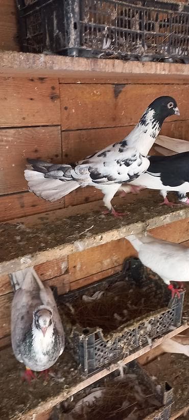 tap az goyercin: Erkeydi — 1