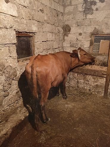 yerli cins inekler: Qırmızı rəngli, buynuzlu inək - Cins: yerli qırmızı tip (fotolarda — 1