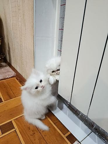 bala pişik pulsuz: Məhsul: Yuva üçün ev pişiyi balası Təsvir: - Şəkillərdə gördüyünüz — 4